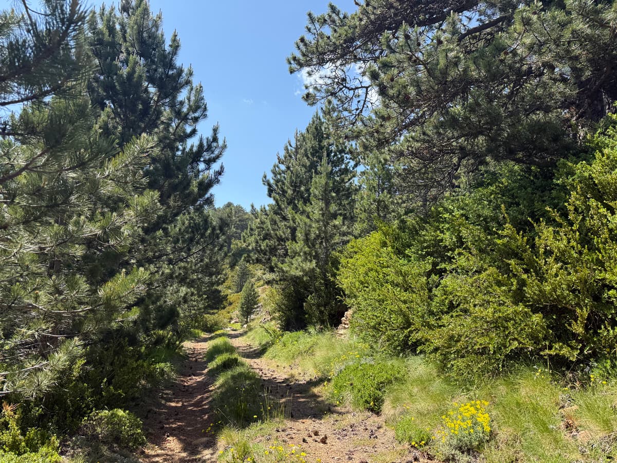 Dense forest in the Shebenik Mountains - UNESCO World Heritage beech forest